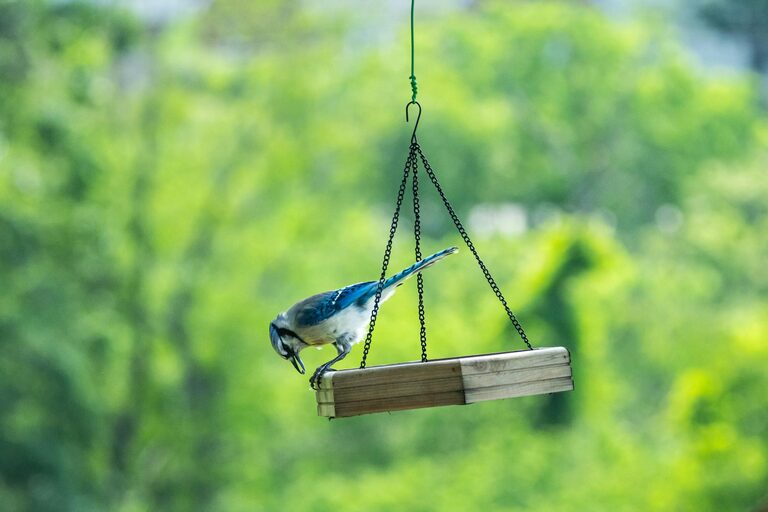 Beginner Tips for Backyard Birdwatching: A Simple Guide to Getting Started